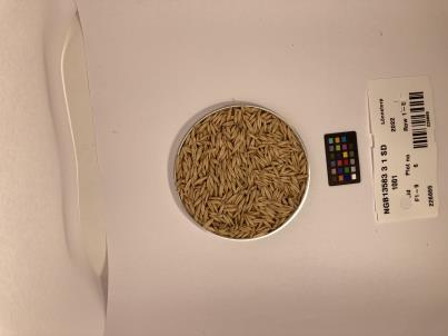 SEED